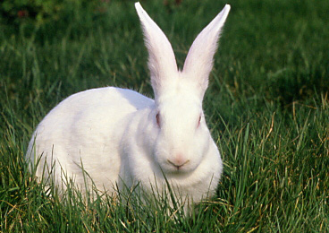 Lapin pouet-pouet....