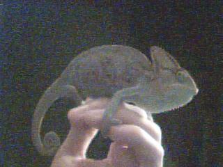 Mon tit caméléon